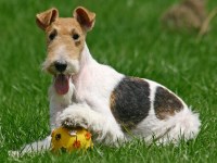Wire Fox Terrier thumbnail